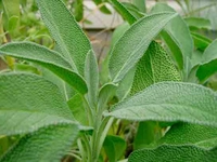 Kronik Faranjit Bitkisel Tedavi