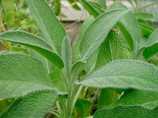 Kronik Faranjit Bitkisel Tedavi