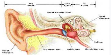 Kulakta Sıvı Birikmesi Bitkisel Tedavi