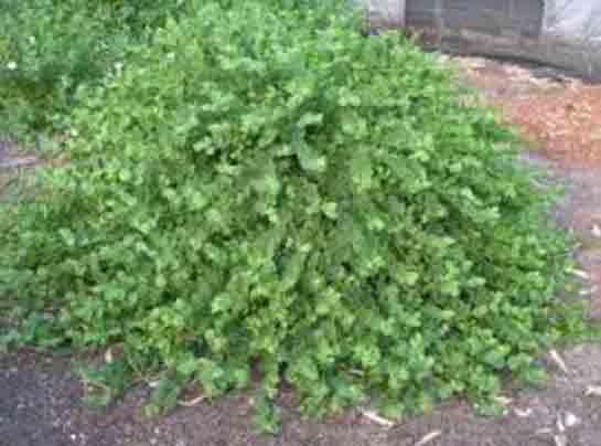 Ülseratif Kolit Bitkisel Tedavi